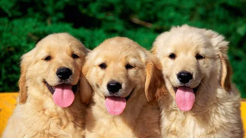 Campbelton Kennels & Cattery - Dumfries and Galloway pet otel