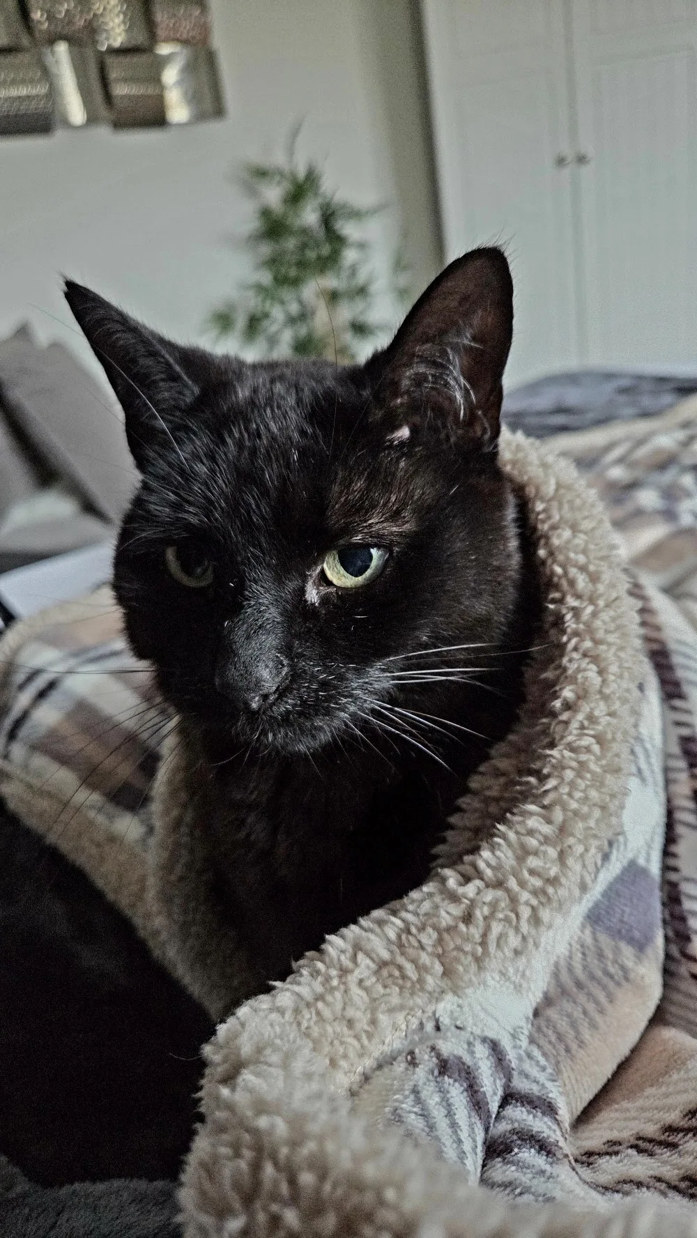 Cuddlecosy Cattery - Dumfries and Galloway pet otel görseli 3