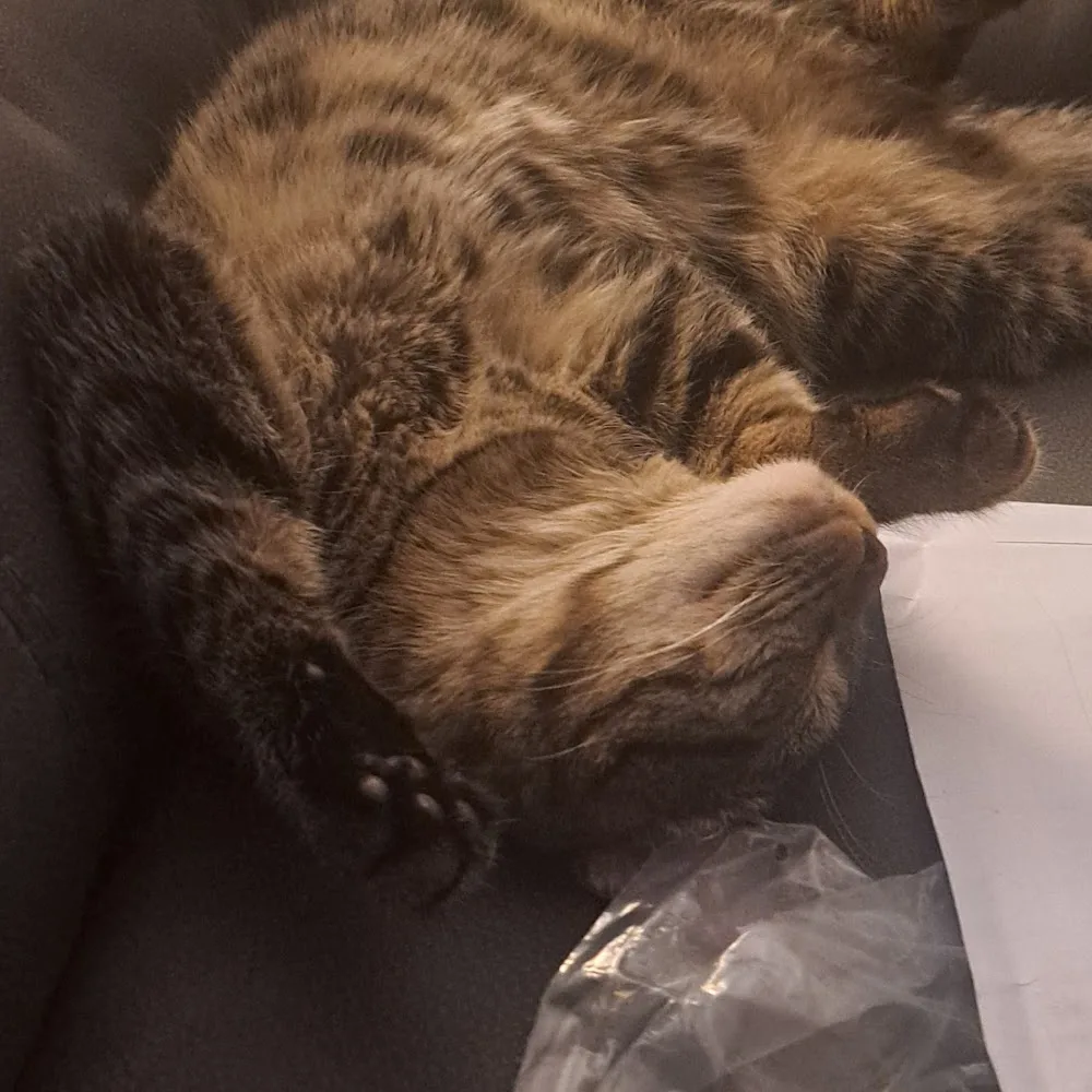 Cuddlecosy Cattery - Dumfries and Galloway pet otel görseli 5