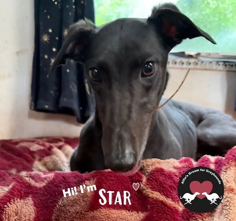 HAPPY HOUNDZ - Dumfries and Galloway pet otel