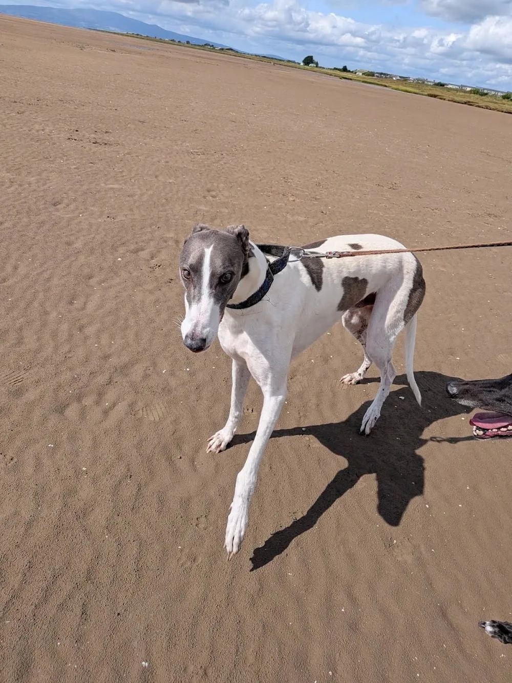 HAPPY HOUNDZ - Dumfries and Galloway pet otel görseli 3