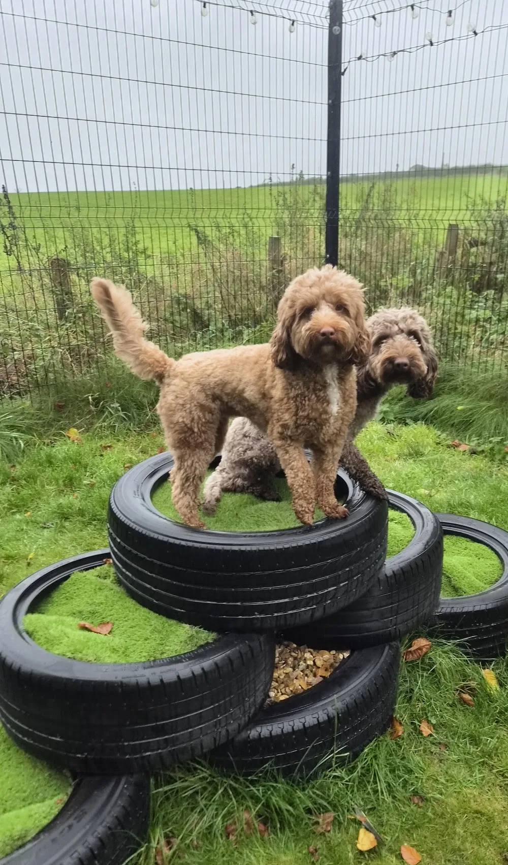 Laightown Kennels - Dumfries and Galloway pet otel görseli 3