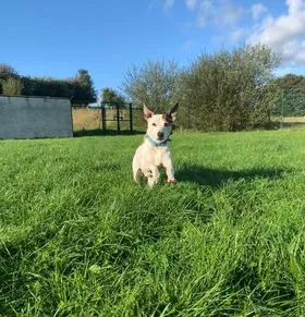 Mabie Forest Kennels and Cattery - Dumfries and Galloway pet otel görseli 3
