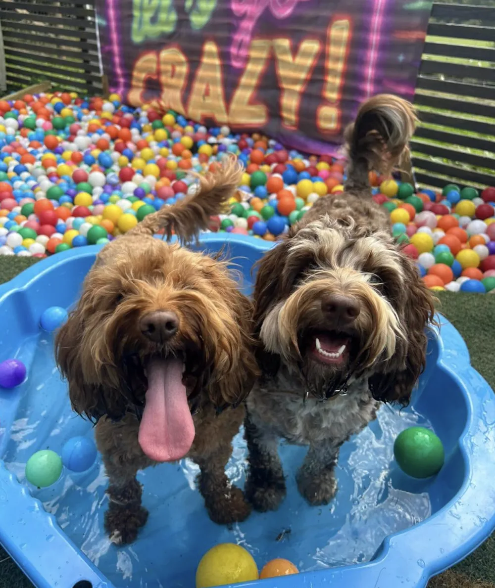 Purrfect Paws - Dumfries and Galloway pet otel görseli 3