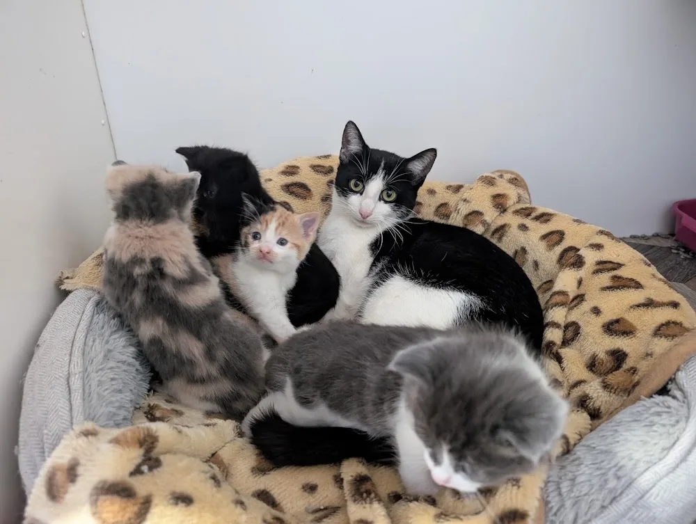 The Cottage Cattery - Dumfries and Galloway pet otel görseli 2