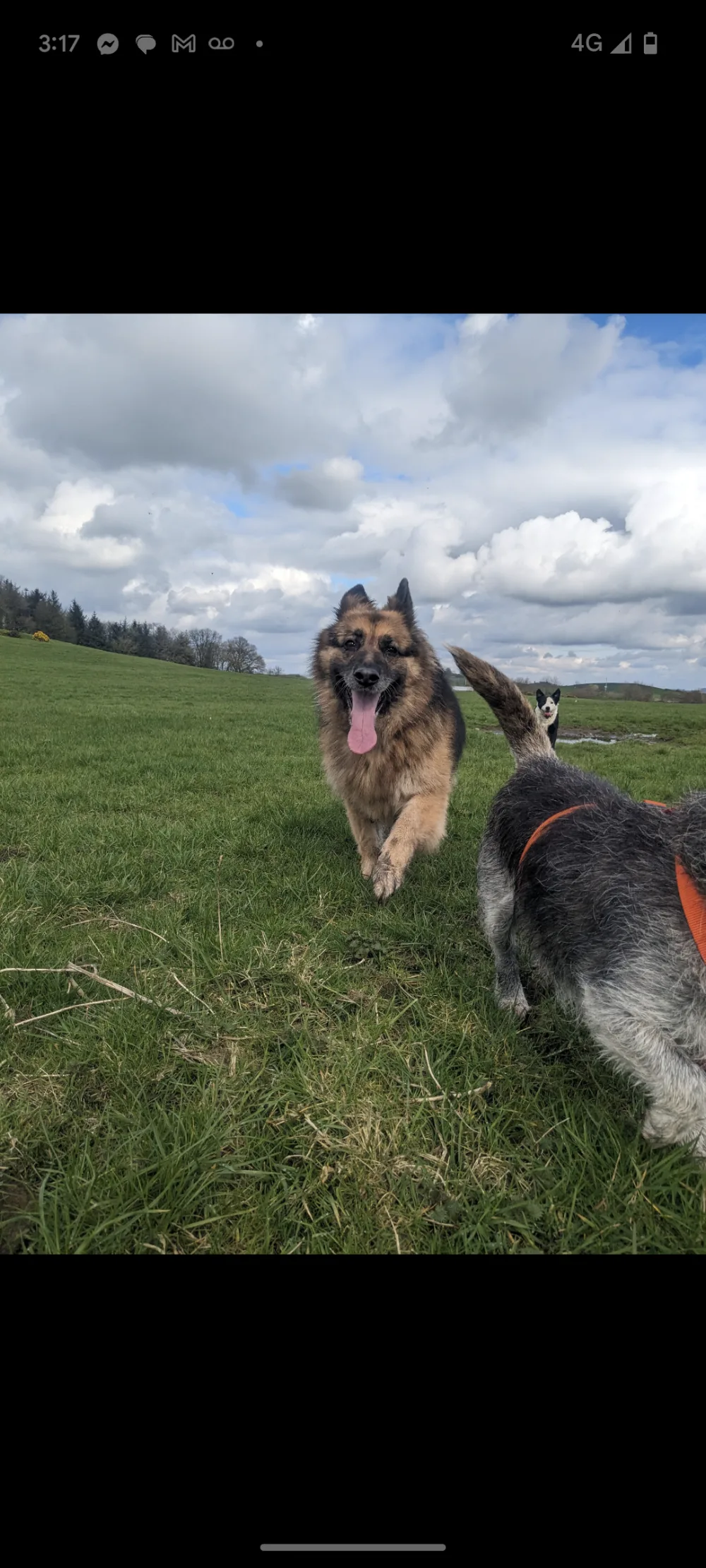The Dogs House - Dumfries and Galloway pet otel görseli 2
