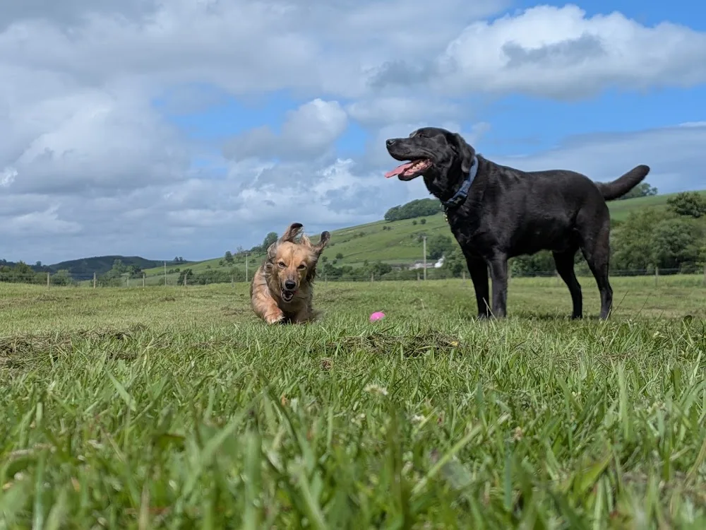 The Dogs House - Dumfries and Galloway pet otel görseli 3