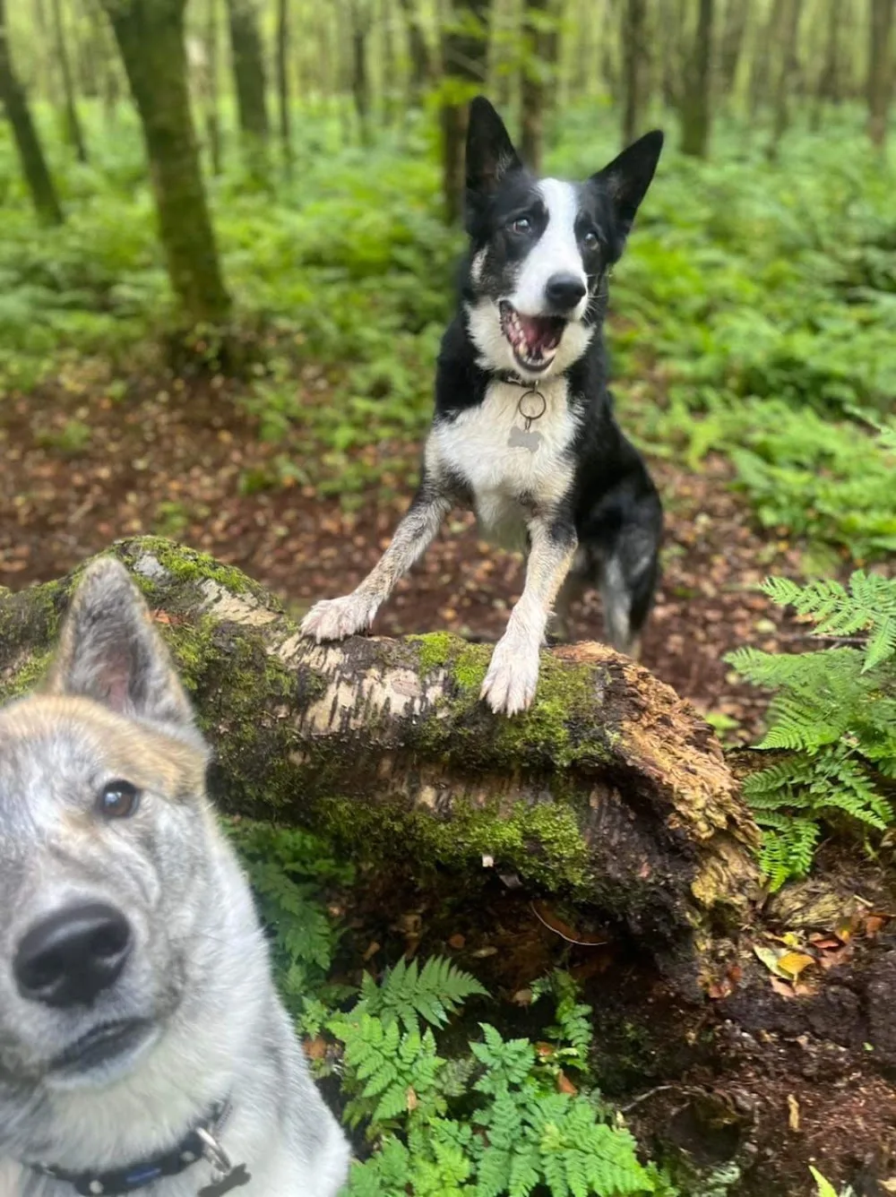 Woodvilla Kennels - Dumfries and Galloway pet otel