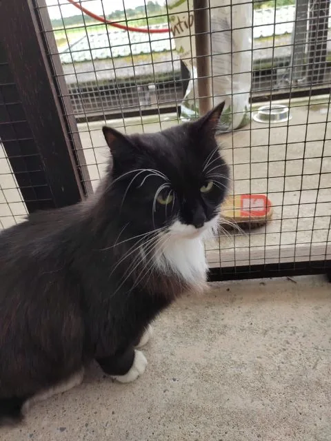 Angus Canine Centre & Cattery - Dundee pet otel