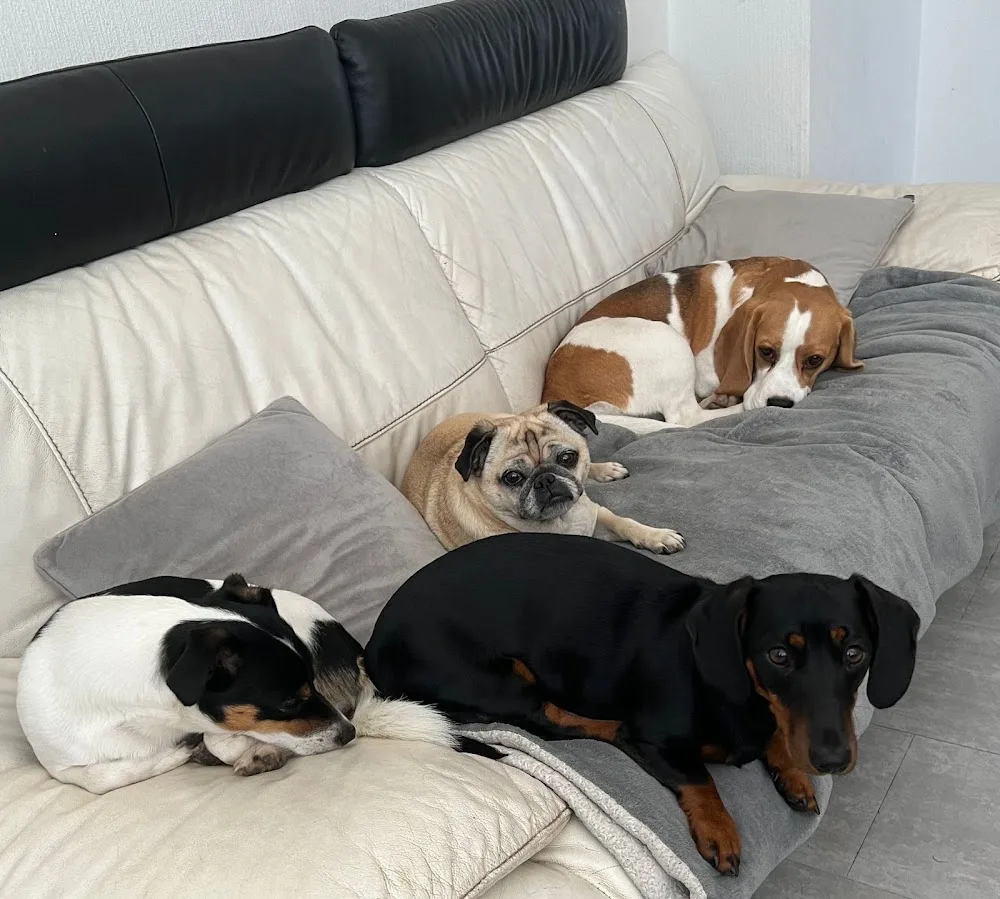 Ashley’s Doggy Daycare & Boarding Dundee - Dundee pet otel