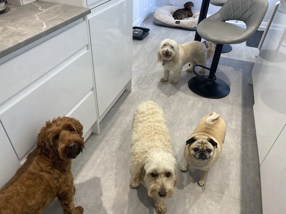 Ashley’s Doggy Daycare & Boarding Dundee - Dundee pet otel görseli 3