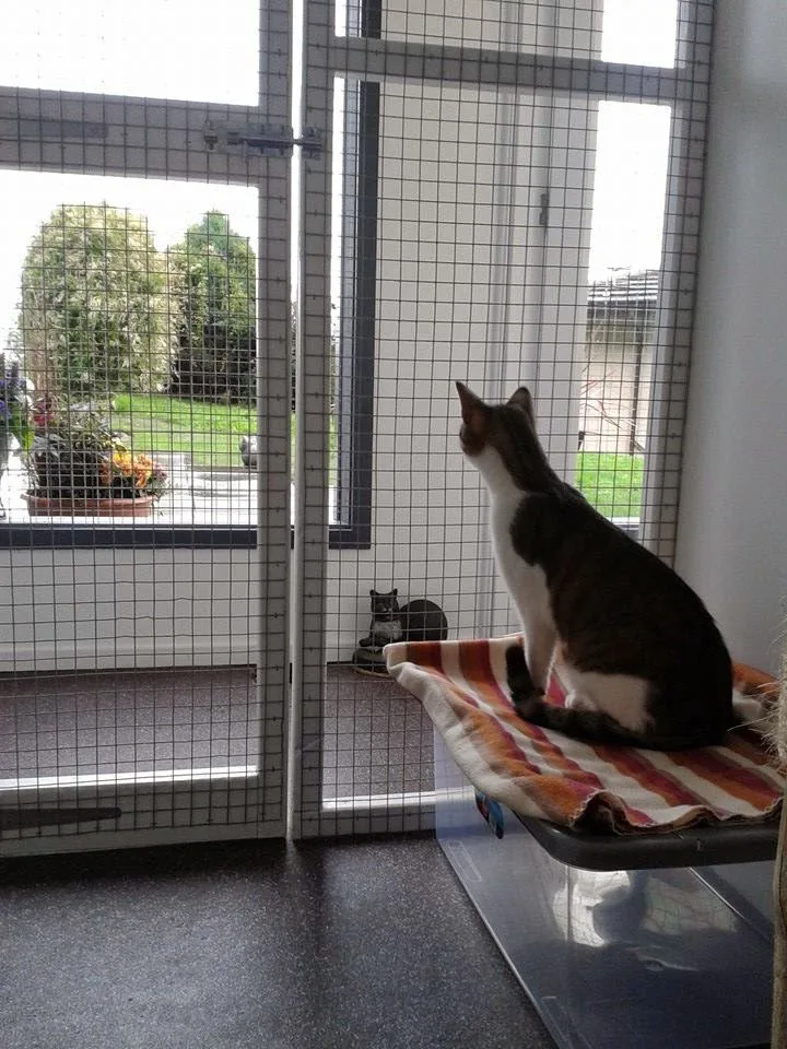 Elliot Mews Cattery - Dundee pet otel görseli 3