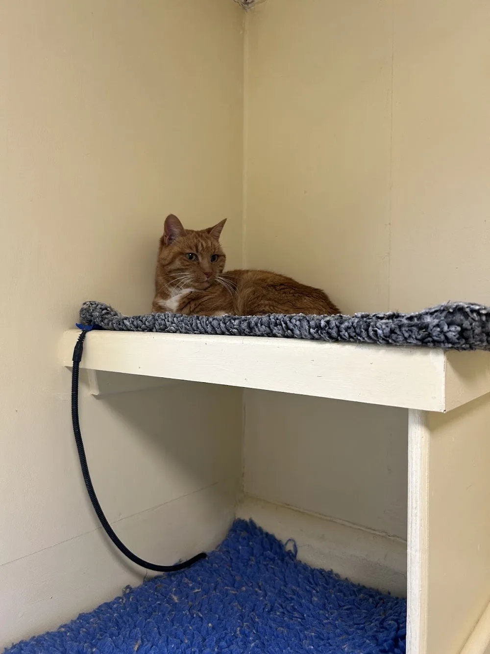 Five Star Felines - Dundee pet otel görseli 3