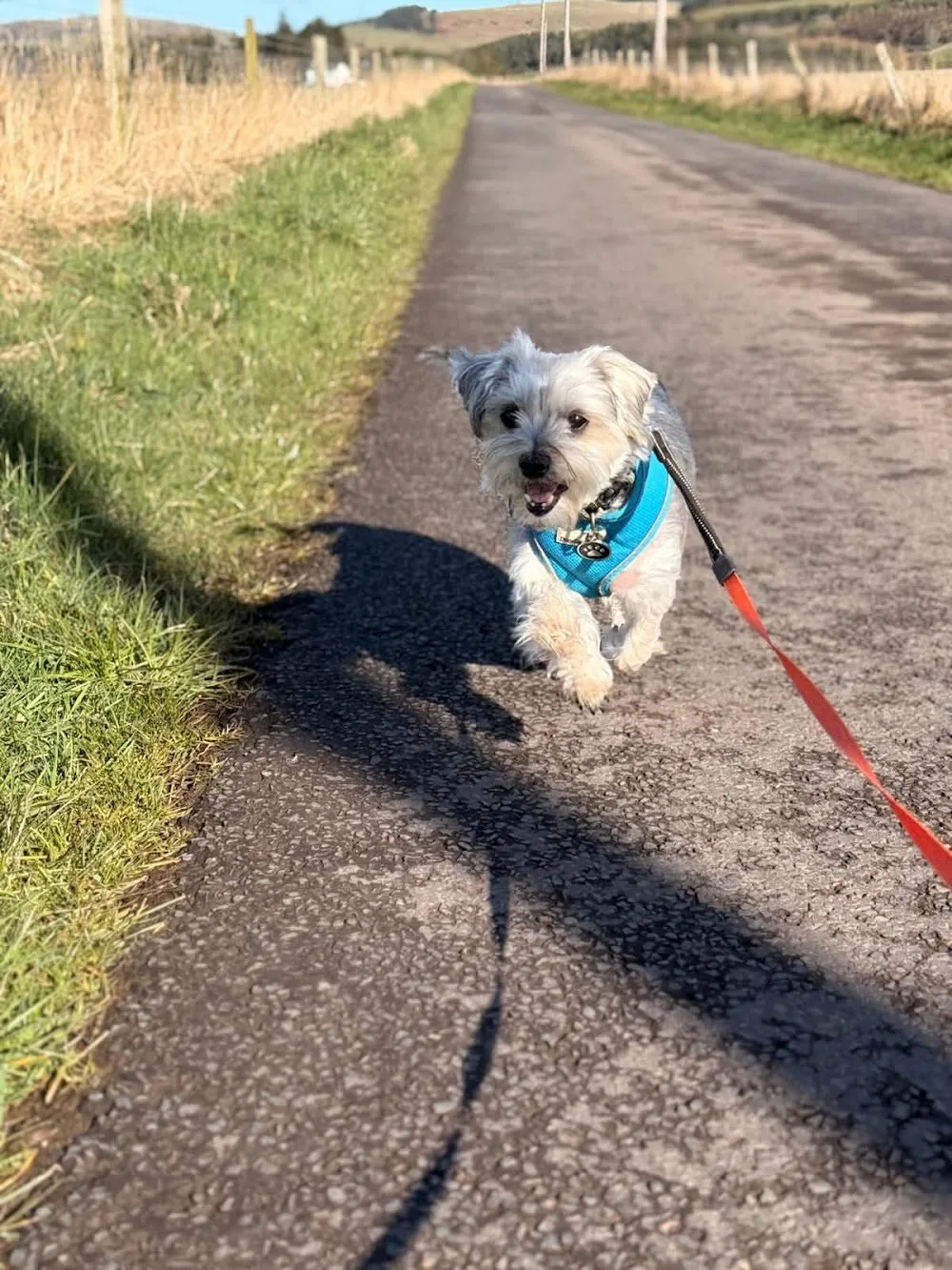 Pinetree Dog Retreat - Dundee pet otel