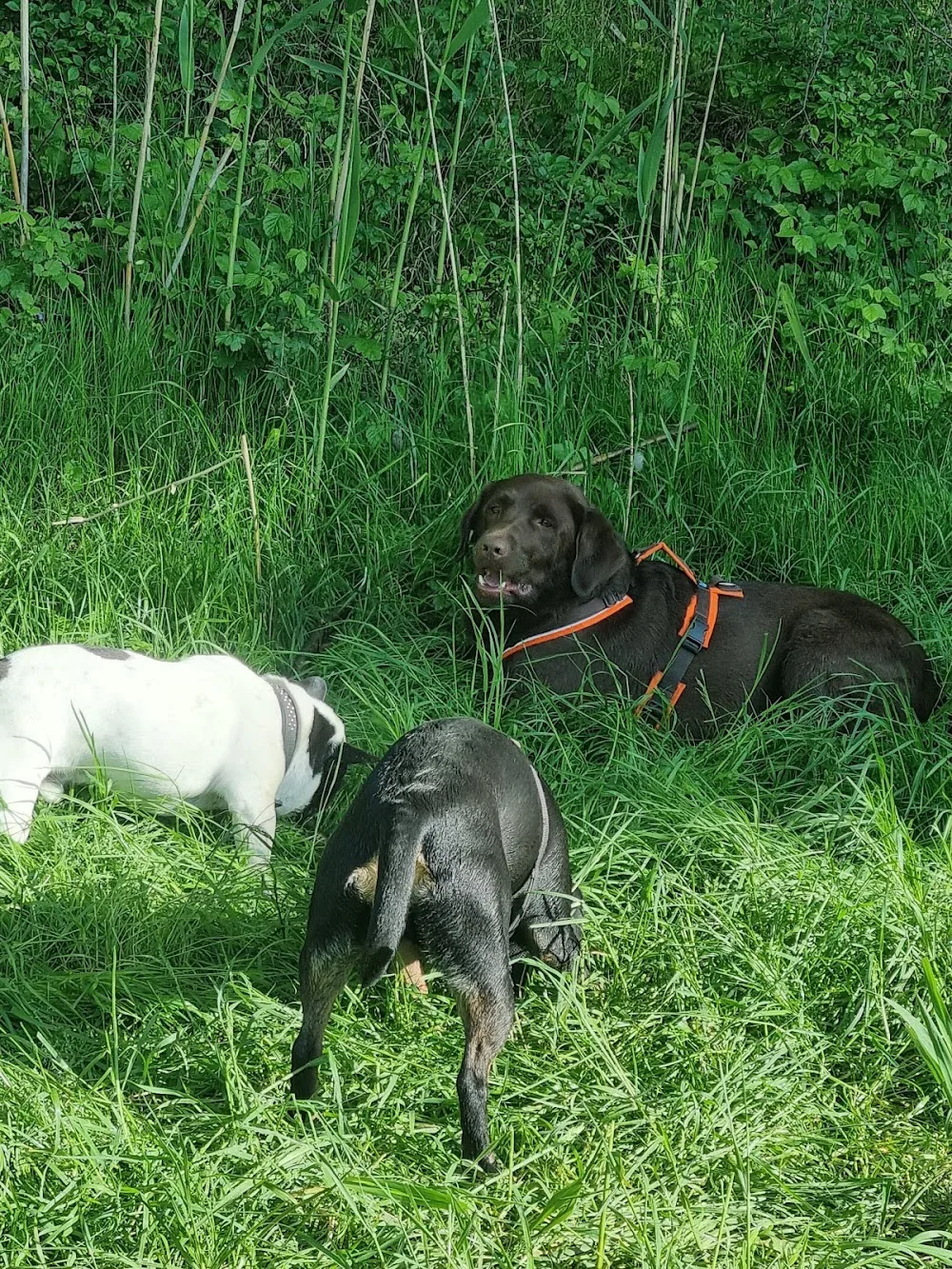 Harmony Dogs - Hundetraining und -betreuung - Durban pet otel görseli 2