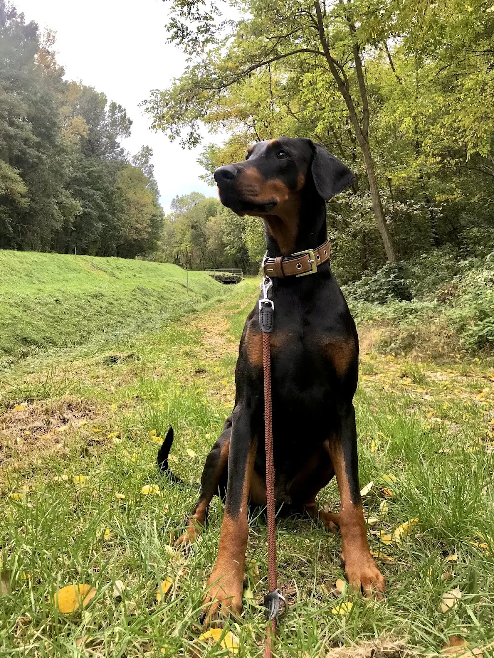 Harmony Dogs - Hundetraining und -betreuung - Durban pet otel görseli 3