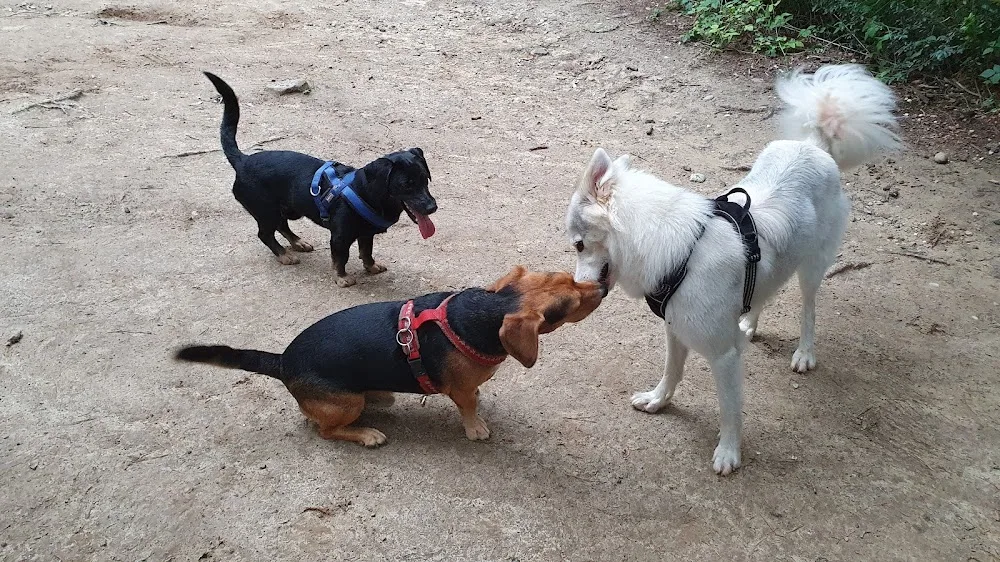 Hundepension Susi & Strolch - Durban pet otel