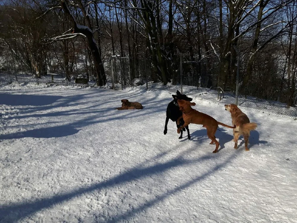 Hundepension Susi & Strolch - Durban pet otel görseli 11