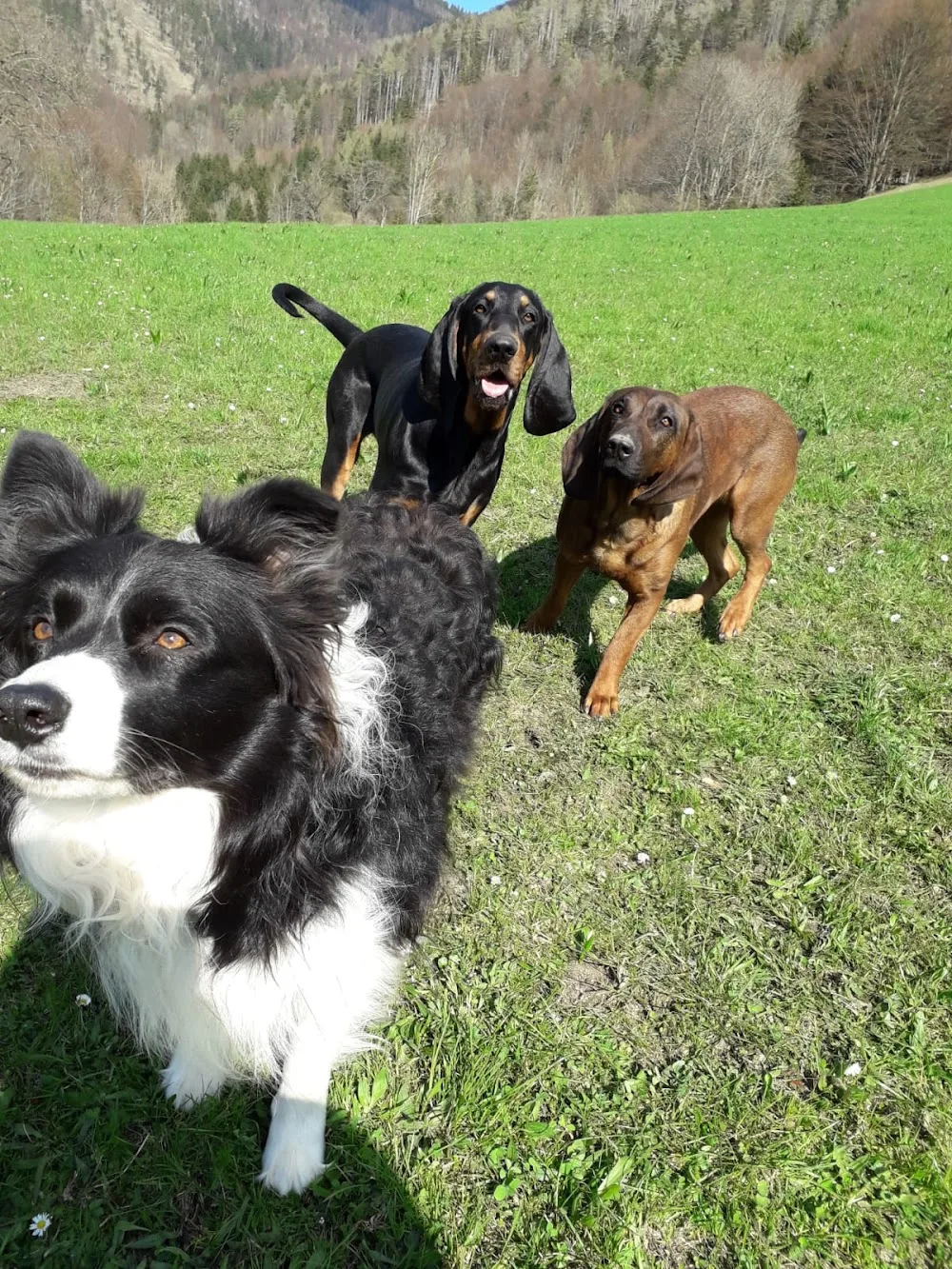 KAGOHundepension und KAGO Dogtraining - Durban pet otel görseli 2