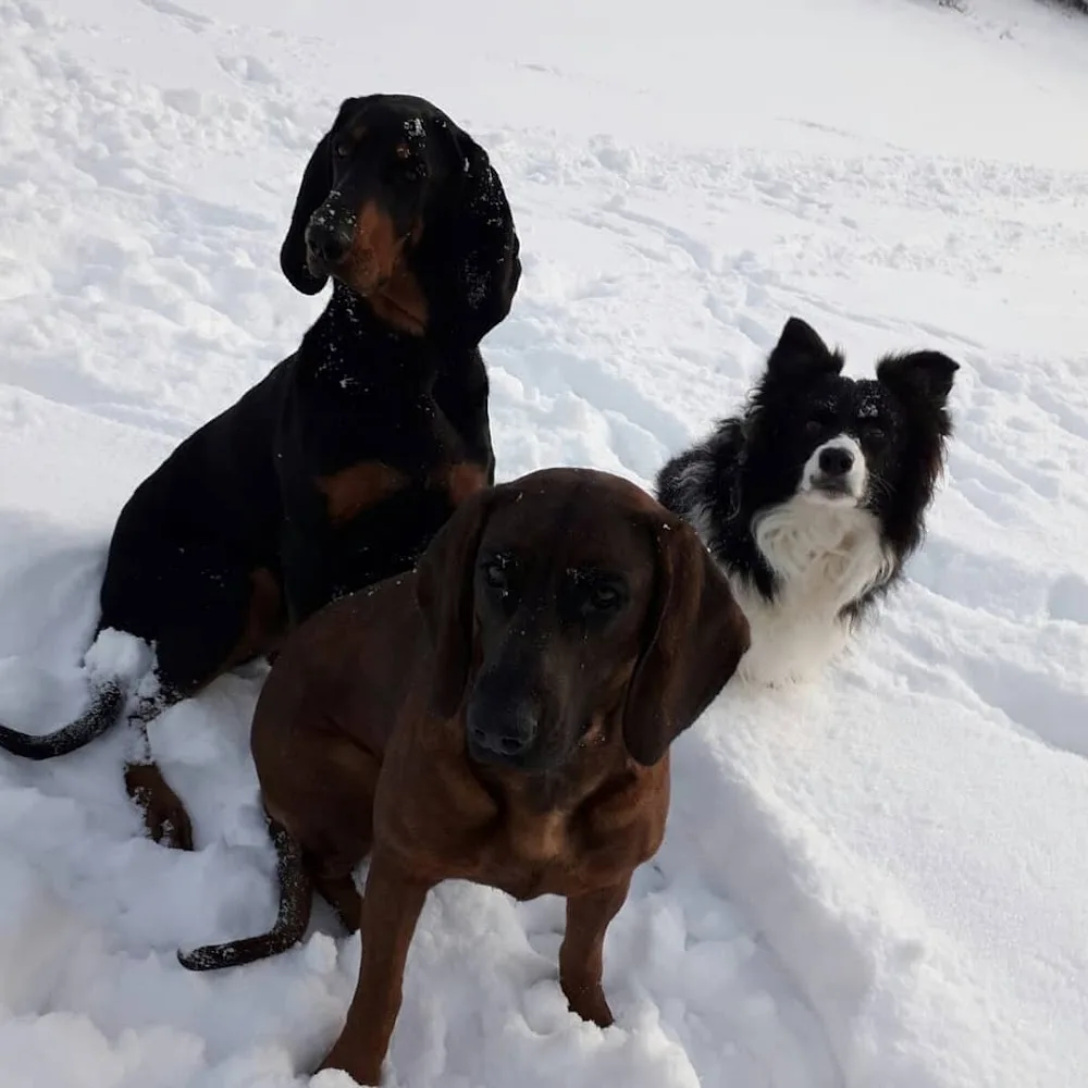 KAGOHundepension und KAGO Dogtraining - Durban pet otel görseli 3
