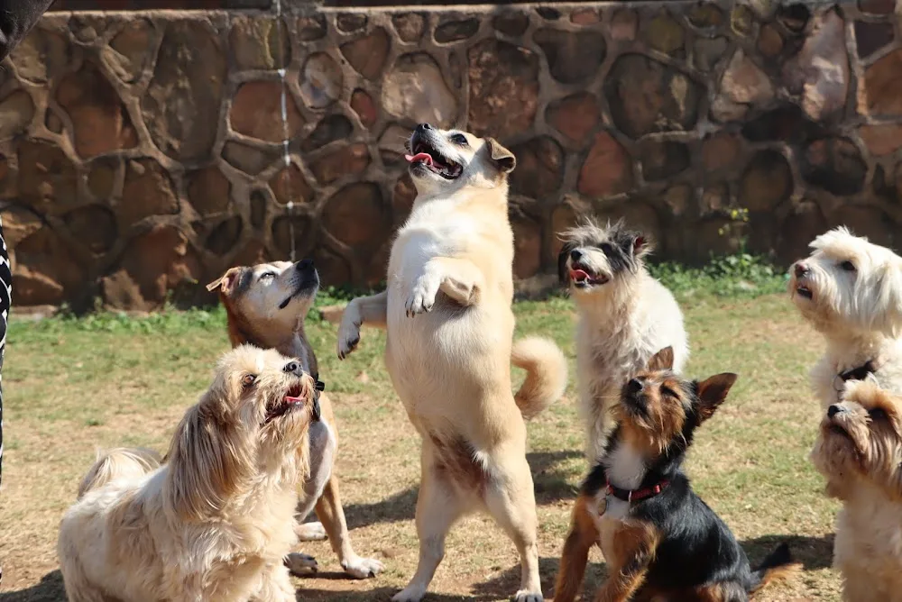 The Durban Dog Hotel - Durban pet otel görseli 2