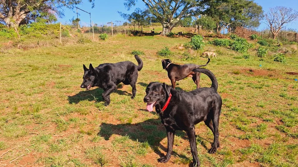 The Durban Dog Hotel - Durban pet otel görseli 3