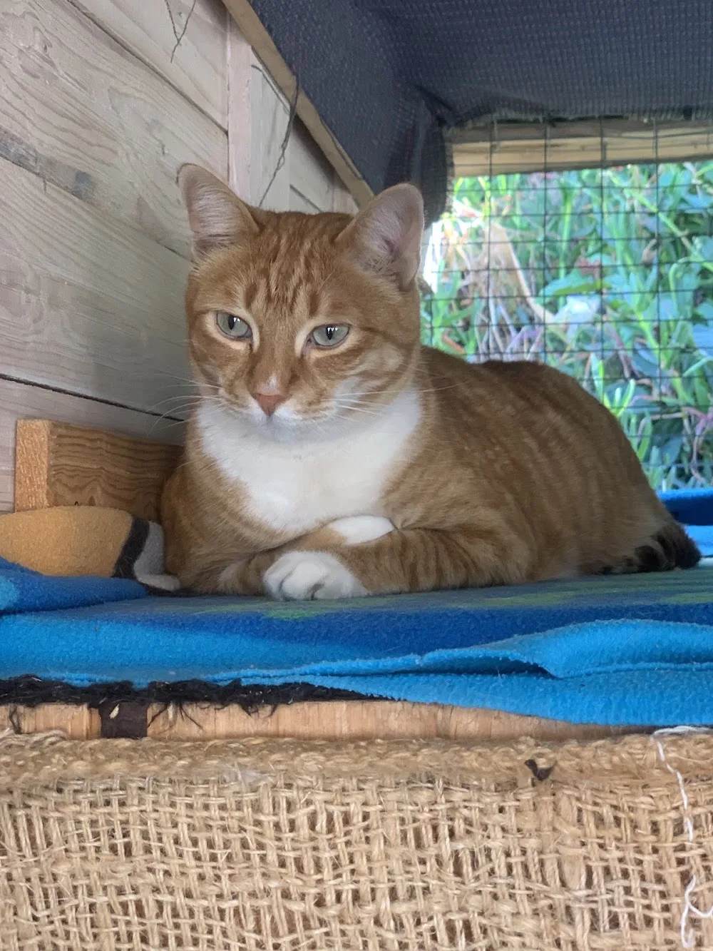 Westville Cat Hotel - Durban pet otel