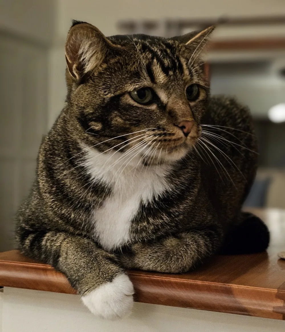 Westville Cat Hotel - Durban pet otel görseli 3