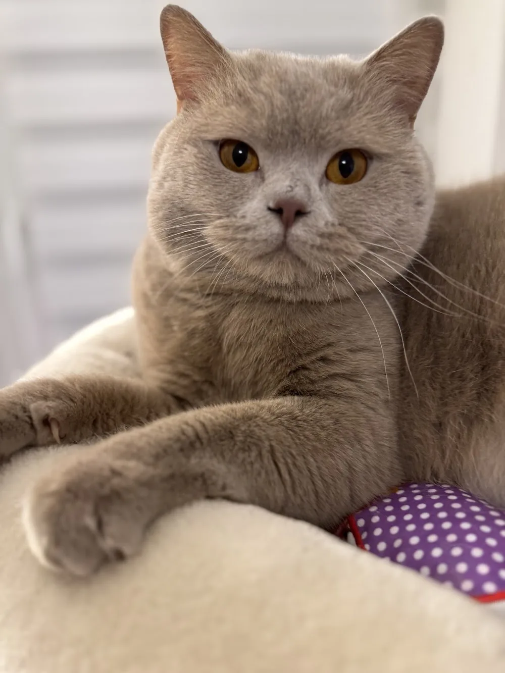 Cattery vom Indeland - Düren pet otel görseli 3