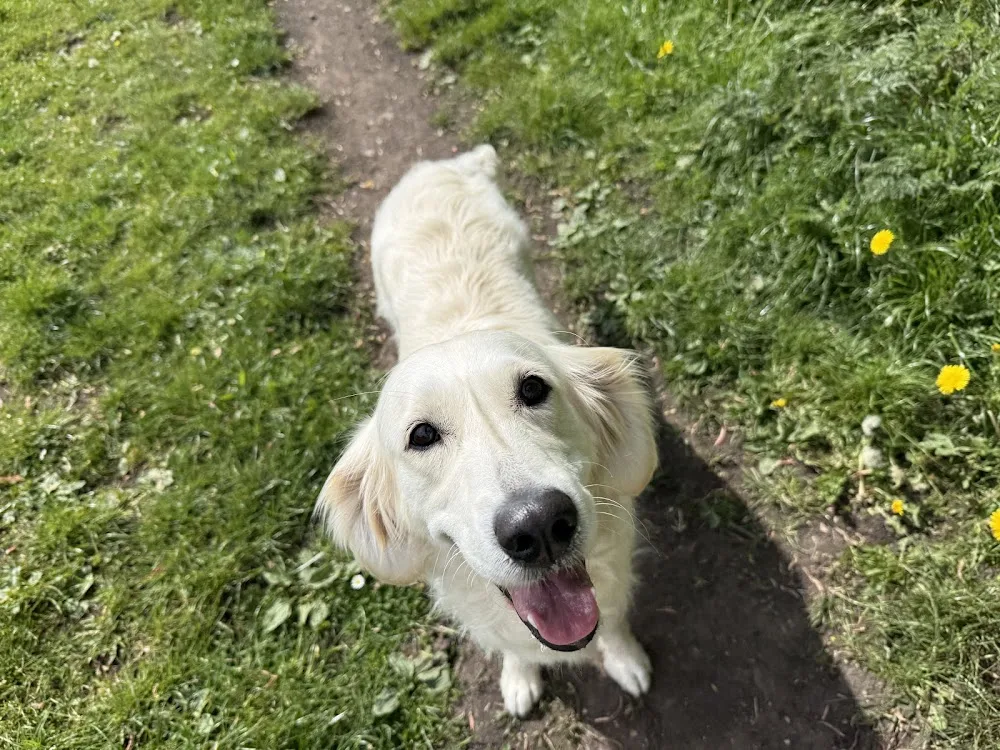 Wild at Heart (formerly Hetton-le-Hill Farm Dog Boarding) - Durham pet otel görseli 3