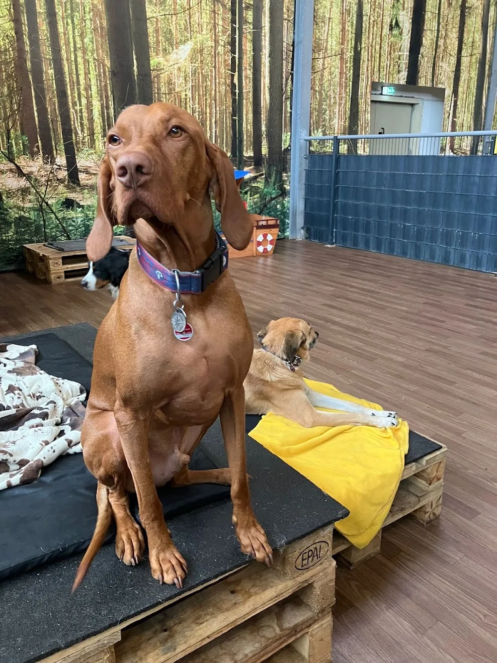 BELLOMANIA - Ein zweites Zuhause für deinen Hund - Dusseldorf pet otel görseli 3