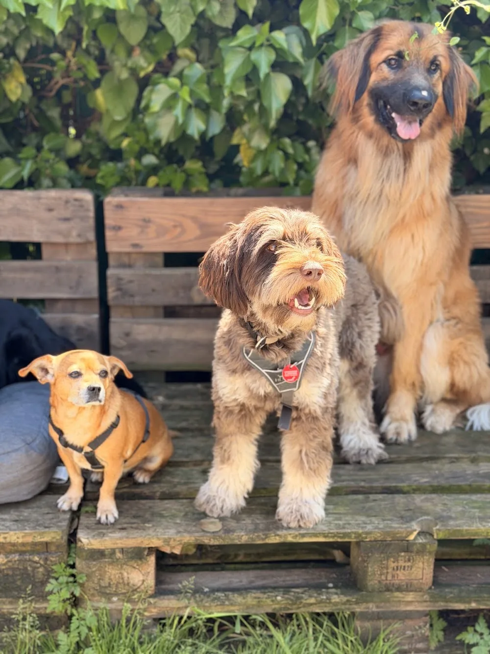 DogPack Düsseldorf Hundebetreuung - Dusseldorf pet otel görseli 3
