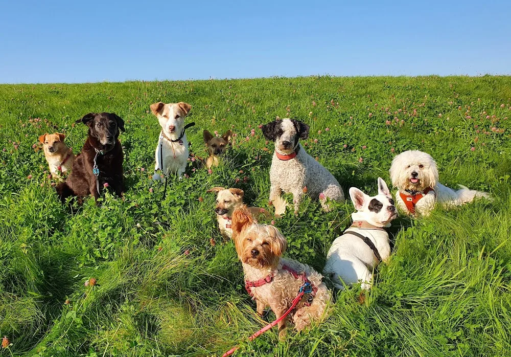 Flanny & Friends - Hundebetreuung, Gassi Service, Hundepension & mobiles Hundetraining - Dusseldorf pet otel