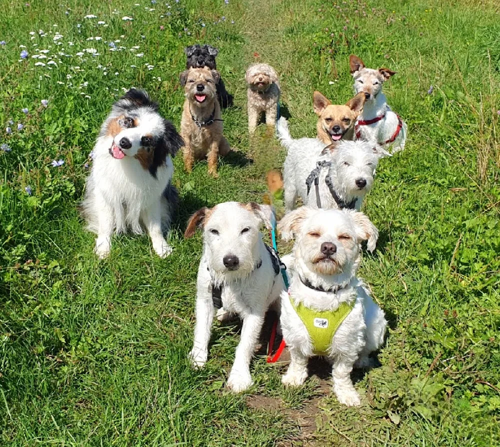 Flanny & Friends - Hundebetreuung, Gassi Service, Hundepension & mobiles Hundetraining - Dusseldorf pet otel görseli 3