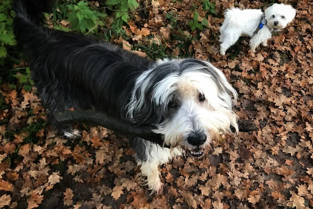 Hundebetreuung Funny - Dusseldorf pet otel
