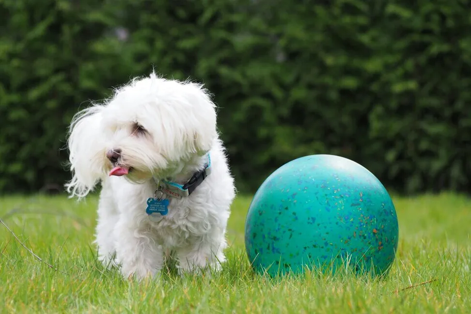 Hundebetreuung Funny - Dusseldorf pet otel görseli 3