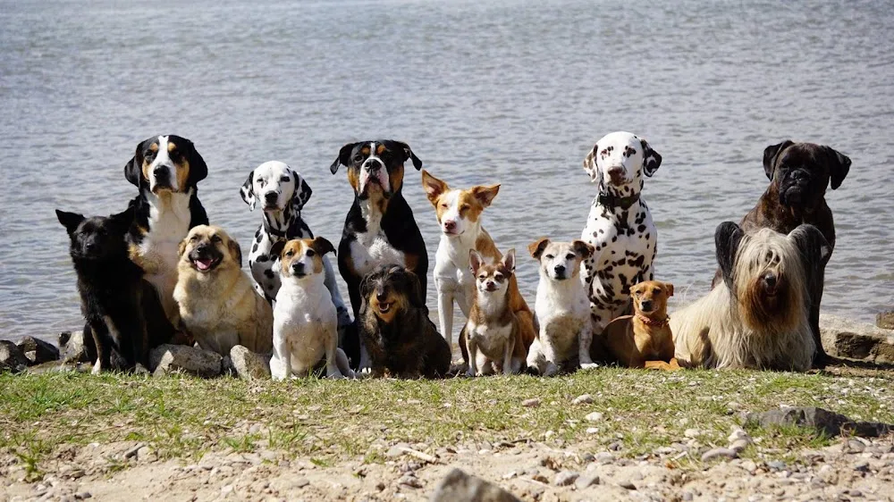 Hundebetreuung Ruschenburg - Dusseldorf pet otel