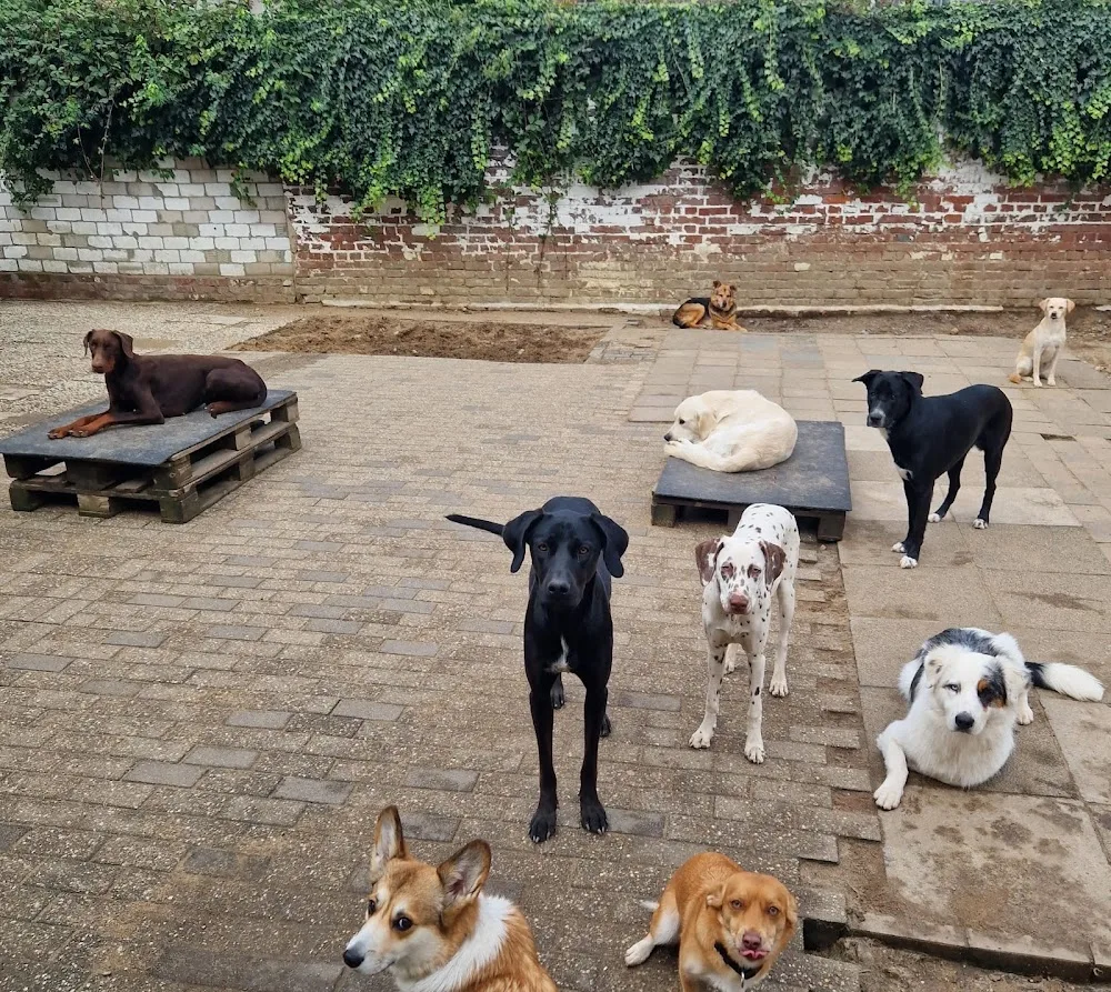 Hundebetreuung Ruschenburg - Dusseldorf pet otel görseli 3