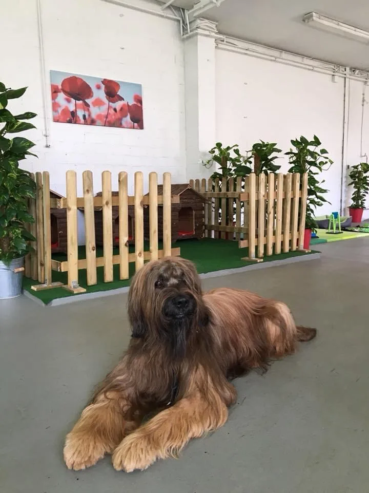 Hundetagesstätte Richtig Verknüpft - Dusseldorf pet otel görseli 3