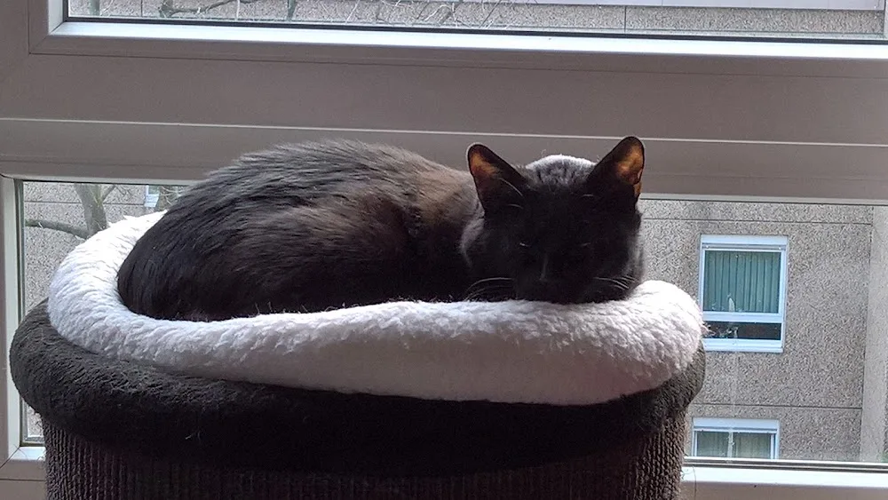 Katzenpersonal-Mobile Katzenbetreuung/Beratung&Coaching zur Katzenhaltung in Neuss und Umgebung - Dusseldorf pet otel