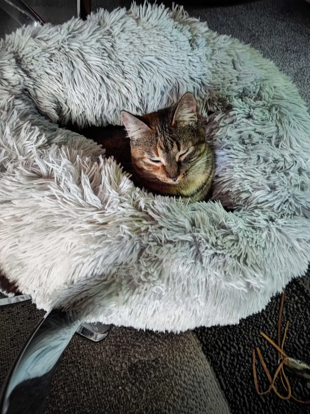 Katzenpersonal-Mobile Katzenbetreuung/Beratung&Coaching zur Katzenhaltung in Neuss und Umgebung - Dusseldorf pet otel görseli 3