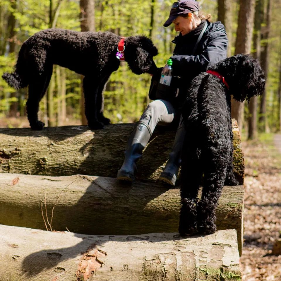 Mobile Hundeschule Düsseldorf (Hundetraining & Hundebetreuung) Für Düsseldorf und Umgebung - Dusseldorf pet otel görseli 2