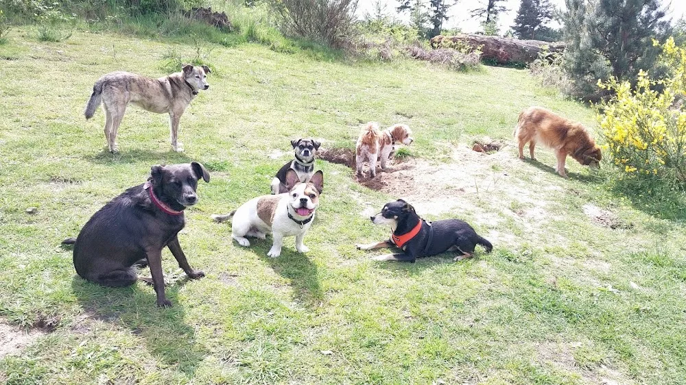 Mobile Hundeschule Düsseldorf (Hundetraining & Hundebetreuung) Für Düsseldorf und Umgebung - Dusseldorf pet otel görseli 3