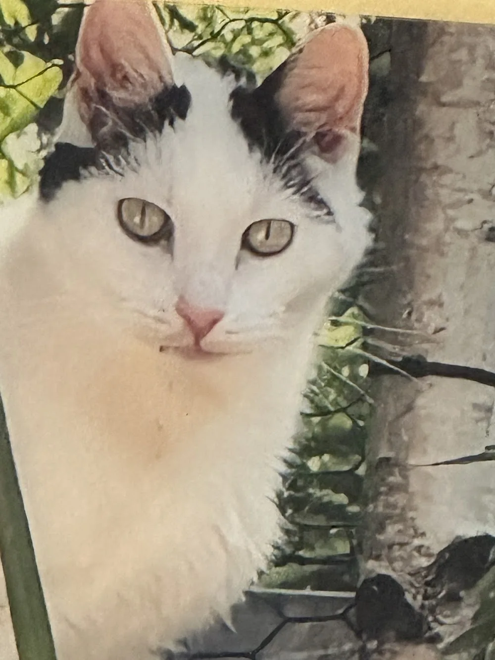 Pfoetchensitter und KuhlCAT - Dusseldorf pet otel