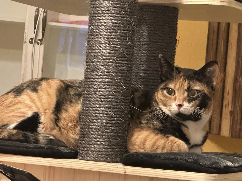 Pfoetchensitter und KuhlCAT - Dusseldorf pet otel görseli 7