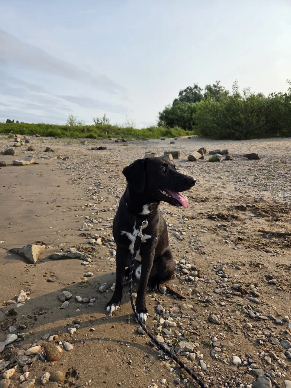 Tako Bello - Rund um den Hund - Dusseldorf pet otel görseli 3