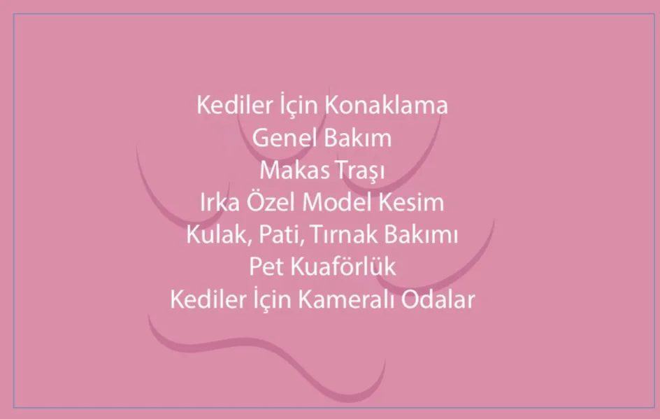 Düzce Kedi Oteli ve Pet Kuaförü - Düzce pet otel