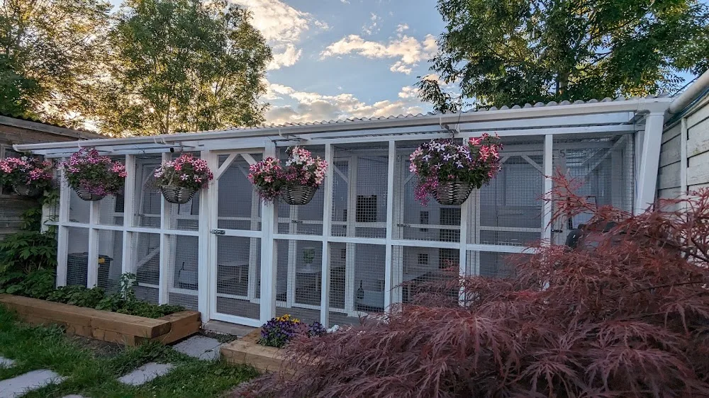 AliCats Cattery - Ealing pet otel görseli 2