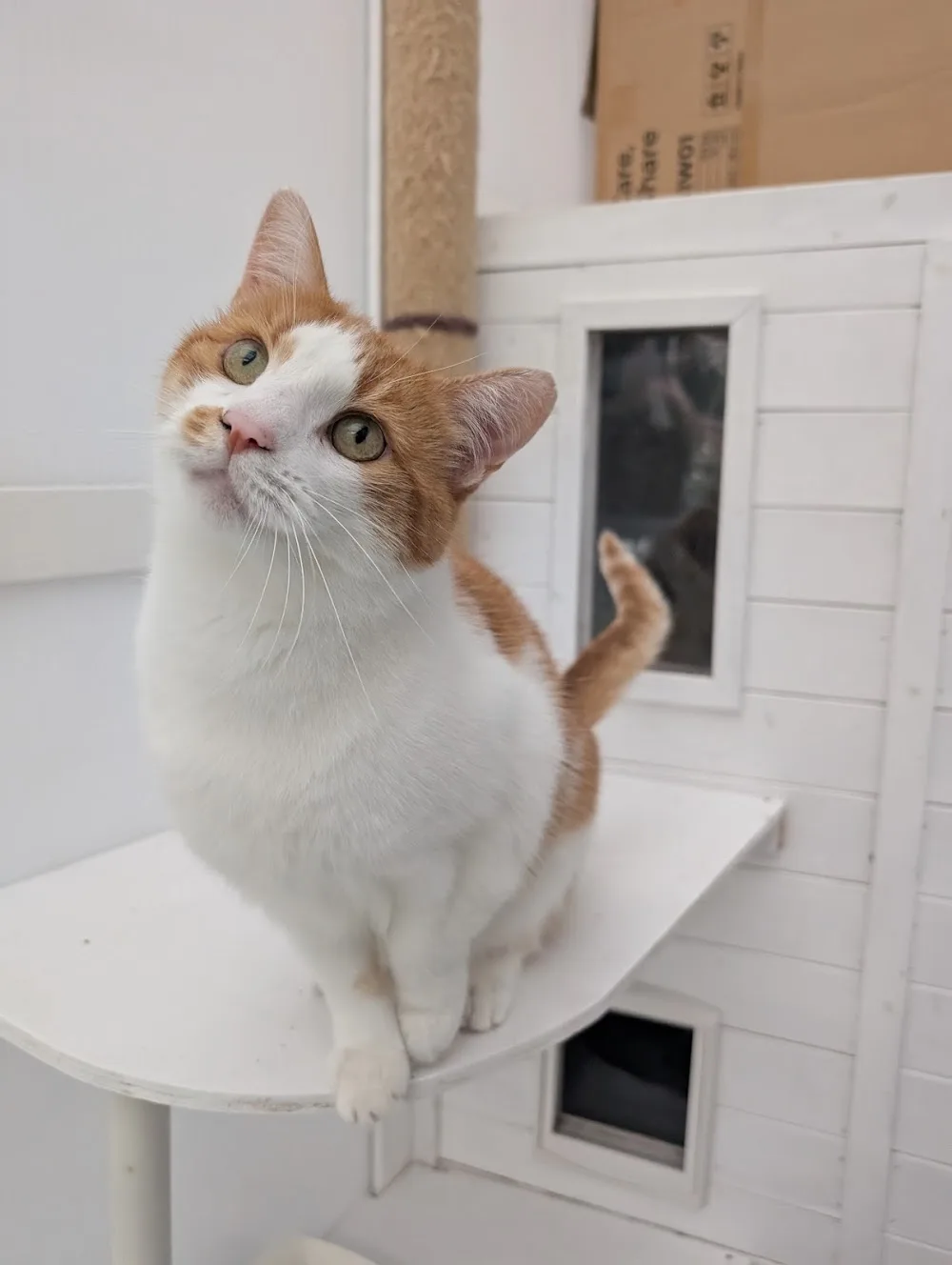 AliCats Cattery - Ealing pet otel görseli 3