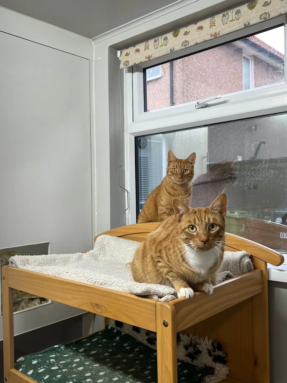 Amberlodge Boarding Cattery - Ealing pet otel görseli 3